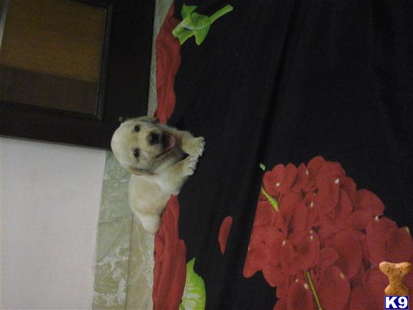 chandni Picture 2